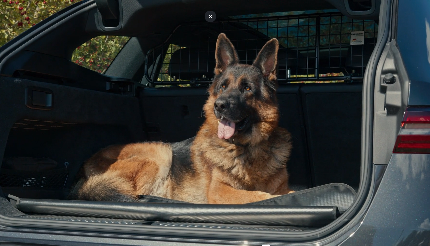 Reizen met uw hond: de officiële regels