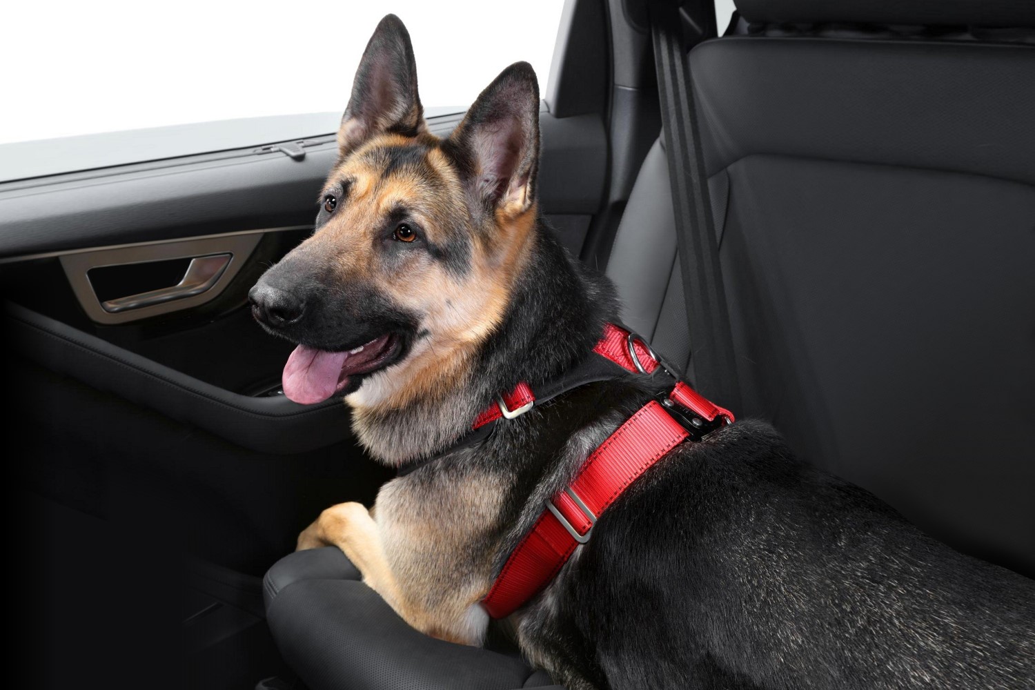 Harnais de sécurité voiture pour chien - Taille XL